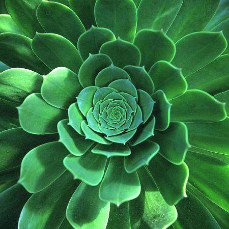 Botanischer Garten II